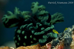 Nambrotha Nudibranch taken in Anilao Philippines June 200... by Patrick Neumann 